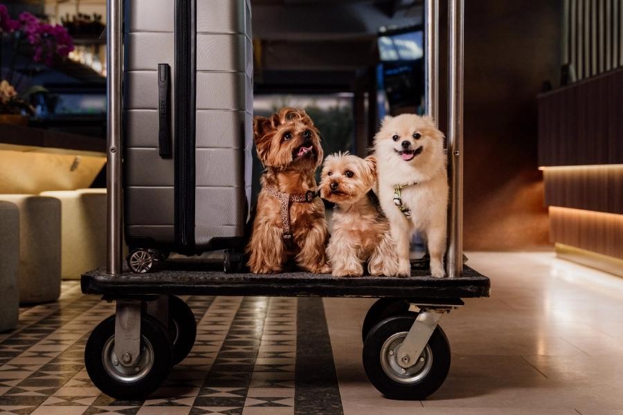 Somos Pet friendly  ESTELAR Blue Colombia - Medellín Somos Pet friendly  ESTELAR Blue Colombia - Medellín