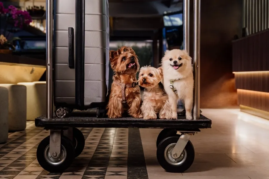 Somos Pet friendly ESTELAR Blue Colombia - Medellín Somos Pet friendly ESTELAR Blue Colombia - Medellín